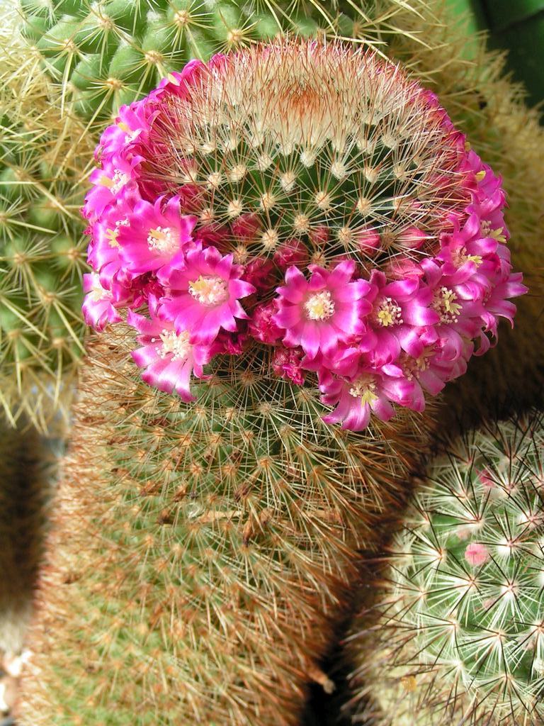 Mammillaria pilcayensis v chrysodactyla